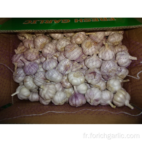 Différentes tailles Normal White Garlic New Crop 2019